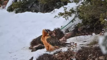 Sakallı Akbaba Kameralara Yakalandı