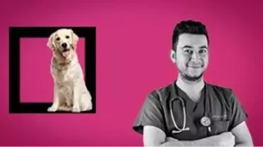 Köpeğim Hakkında Her Şey