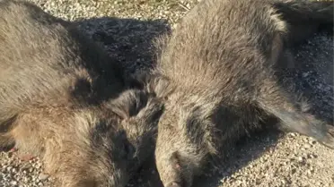 Kamyon Domuz Sürüsüne Çarptı