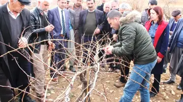 Bağ Yetiştiricilerine Bağ Budama Eğitimi Verildi