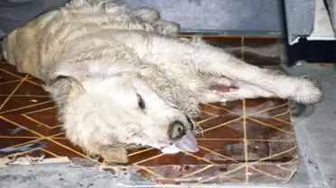 Kedi ve Köpekler Zehirlendi, Çocuklar da Ölebilirdi