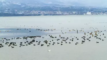 Izmit Körfezi Kuş Cenneti Haline Geliyor