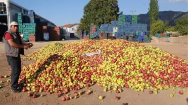 Türkiye'de Yılda 500 Bin Ton Elma Çöpe Gidiyor 2