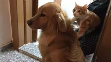 Kedi ve Köpeğin Dostluğu Görenleri Şaşırtıyor
