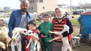 5 TIR Kurbanlık Koyunu Dolandırıcılara Kaptıran Aile Yardım İstedi