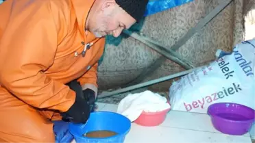 Bitlis'te Alabalık Sağımı