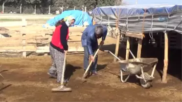 Hatayö-Zel) 5 Tır Kurbanlık Koyunu Dolandırıcılara Kaptırdılar