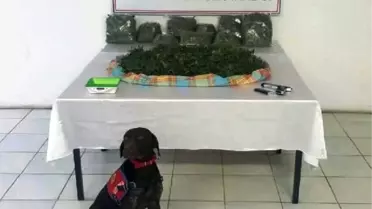 Yalova'da Seralı Uyuşturucu Evine Baskın: 2 Gözaltı