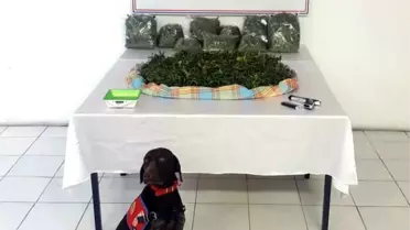 Yalova'da 'Skunk' Adlı Yeni Nesil Uyuşturucu Ele Geçirildi