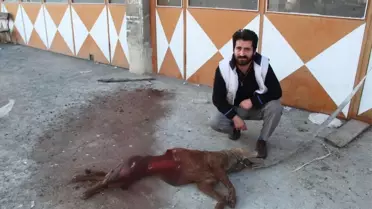 Aç Kalan Kurtlar İşyerinin Önüne Bağlı Köpeği Yedi