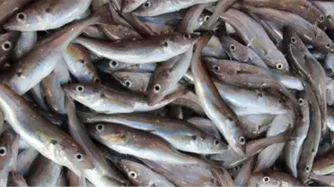 Karadeniz'de Tezgahların Gözdesi Mezgit Oldu