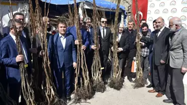 Gümüşhane'de 50 Bin Ceviz Fidanının Dağıtımına Başlandı