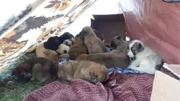 53 Yavru Köpeğe Önce Hayvanseverler, Sonra Belediye Sahip Çıktı