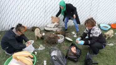 Köpek Yavrularına Belediye Sahip Çıktı
