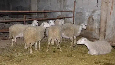 Nazilli'de 21 Koyunu Çalınan Çiftçi İsyan Etti
