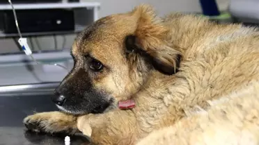 Bodrum'da Göz Göre Göre Köpekleri Zehirledi