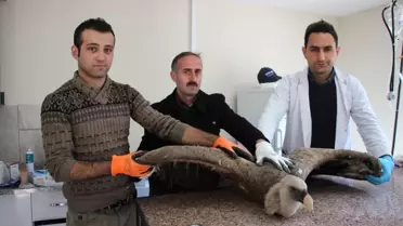 Artvin'de Yaralı Kızıl Akbaba Tedavi Altına Alındı