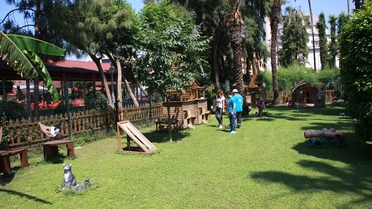Alanya Belediyesi'nden Sahipsiz Hayvanlara Hizmet