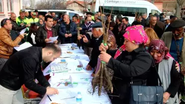 Ceviz Fidanları Toprakla Buluşuyor