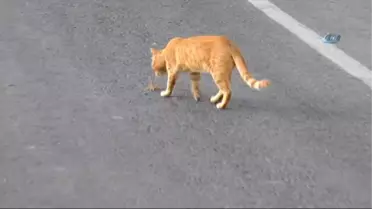 Et Yiyen Dev Örümcek Kedi ile Karşılaşırsa