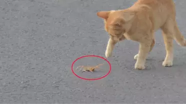 Et Yiyen Örümcek ile Kedinin Ölüm Kalım Mücadelesi Kameralara Yansıdı