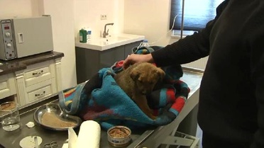 Kurtarılan Yavru Köpekler Sahibine Teslim Edildi