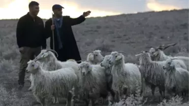 Çobanlığın Yok Olmasını Önleyeceğiz'