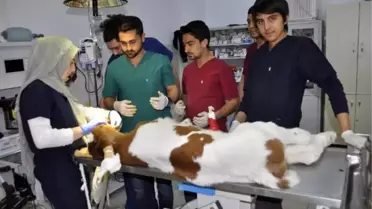 Çenesi Kırılan Buzağı Ameliyat Edildi