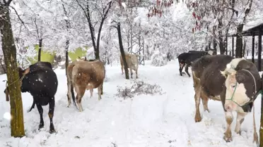 Kahramanmaraş'ta 200 Yıldır Süren Gelenek
