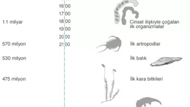 Dünya Üzerindeki En Eski Yaşam Kalıntısı 'Bulundu'