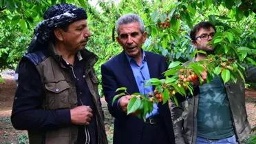 Sezonun İlk Kirazı, 250 Liralık Fiyatıyla Cep Yakıyor