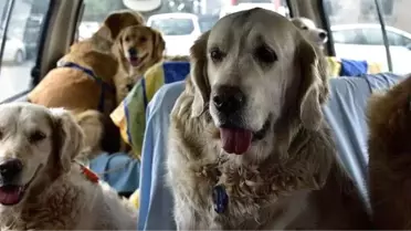 Kulübesiyle Terk Edilen Köpeğe Hayvanseverler Sahip Çıktı