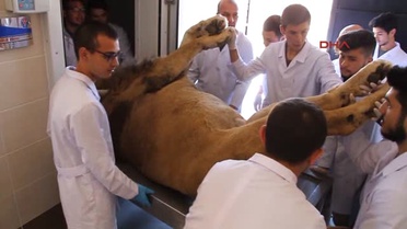 Burdur Yıldırım Çarpmasıyla Ölen Aslan Kadavra Olacak