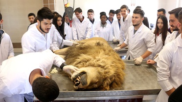 Yıldırım Çarpmasıyla Ölen Aslan Kadavra Olacak
