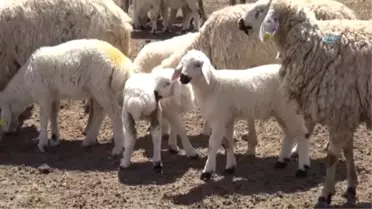 Aksaray'da 2 Bin 660 Üreticiye 8 Milyon 402 Bin TL Destekleme Ödemesi