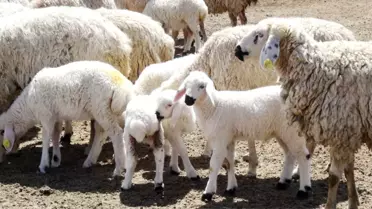 Aksaray'da 2 Bin 660 Üreticiye 8 Milyon 402 Bin TL Destekleme Ödemesi