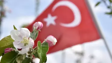 Sakin Şehir'İn Elma Ağaçları Çiçek Açtı
