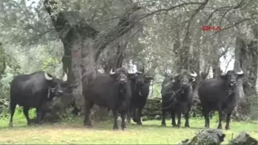 Aydın Pideye Lezzet Katan Kaymak Için Birlik Çalışması