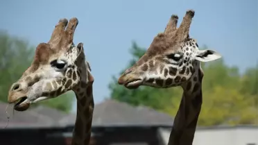 Bursa'nın Afrika Savanası Yaza Hazır