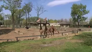 Bursa'nın Afrika Savanası Yaza Hazır