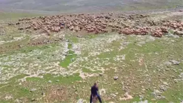 Göçerlerin 'Yaz Maratonu' Başladı (1)