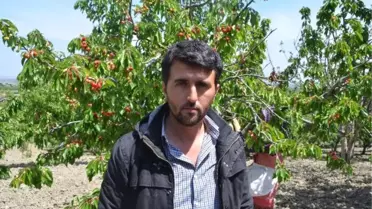 Manisa'da Kiraz Bereketi