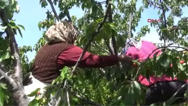 Manisa'da Kiraz Bereketi