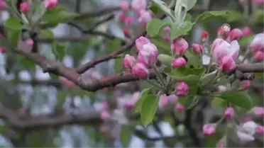 Elma Bahçesinde 'Dumanlı' Gece Nöbeti