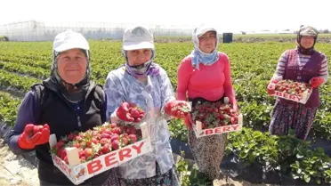 Silifke'de Çilek ve Domates İhracatı Başladı
