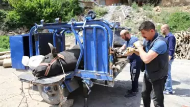 Artvin'de Boğalar Nallanıyor, Zorlu Güreşlere Hazırlanıyor