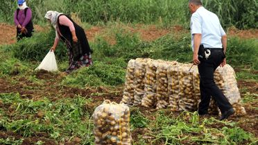 Patates Başakçıları Polise Rağmen Tarladan Çıkmadı