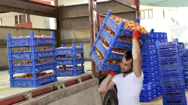 Domates Fiyatları Çiftçiyi Sevindirdi