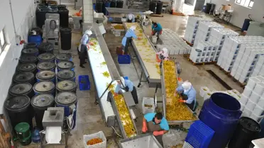 Sındırgı'nın 'Ev Tipi Turşu'su Dünya Sofralarına Girdi