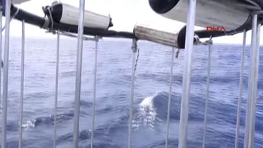 Porno Yıldızına Köpek Balığı Saldırdı